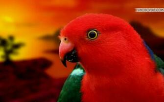 Parrot Desktop Wallpaper HD And New 3d