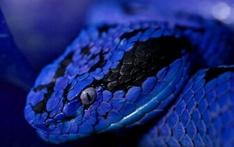 Reptiles HD Wallpaperthe Today Stuff