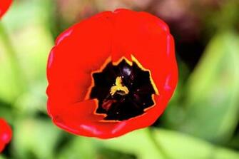 Flower Plant Beautiful Background Sophisticate Nice Nature