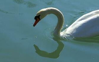 Swan Wallpaper