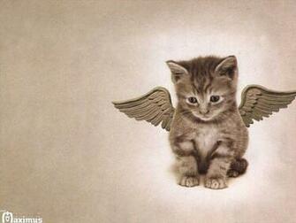 Really Cute Kitten Wallpaper Cats
