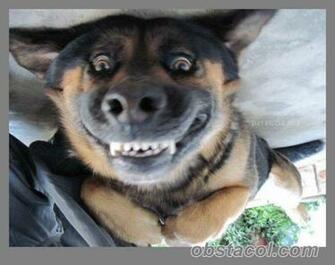 Funny Animals With Quotes HD Wallpaper