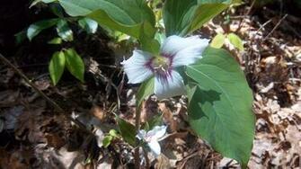 Botpost Bot Painted Trillium I