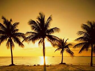Animals S Sunrise Beach Wallpaper For Beautiful Desktop