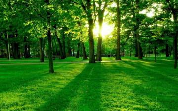 Forest Wallpaper Photo For Beautiful