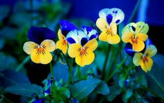 Spring Flowers Wallpaper HD Early