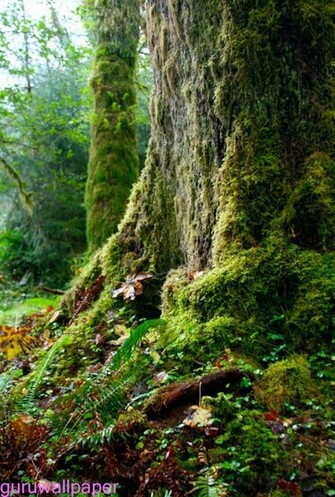 Best Wallpaper Natural Rain Forest