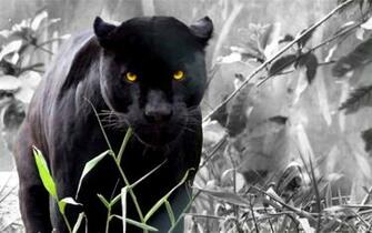 Funny Black Panther Jaguar Animal Wallpaper HD