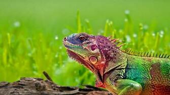 Animal Forest Nature HD Wallpaper Rainbow