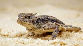 Horned Lizard HD Wallpaper Background