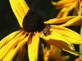 Sunflower Hive Screensaver Screensavers