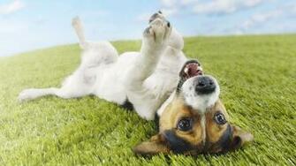 Funny Dog Background Cool Wallpaper