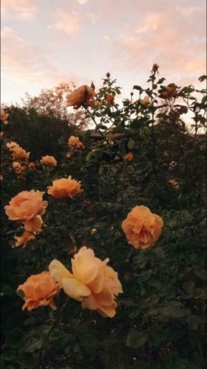 iPhone Orange Rose Wallpaper