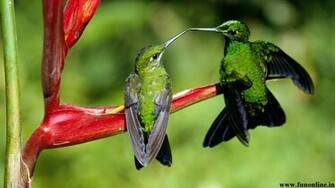 Hummingbird Wallpaper Smallest Hummingbirds