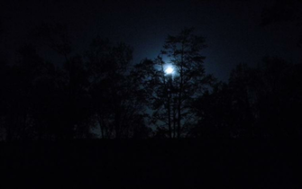 Dark Forests At Night Nature Trees Forest Moon