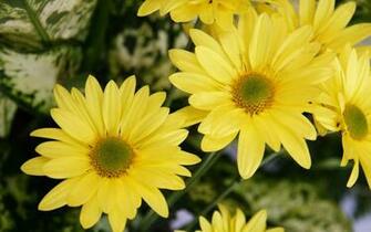 Daisy Wallpaper Desktop