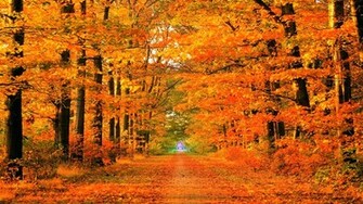 Autumn Roads Wallpaper Parks