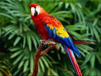 Scarlet Macaw Wallpaper Background