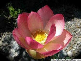 Lotus Flower Desktop Wallpaper Pc