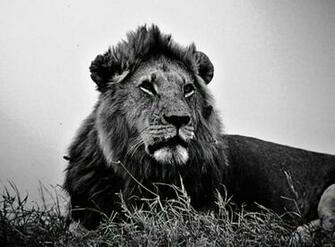 Black And White Lion Wallpaper