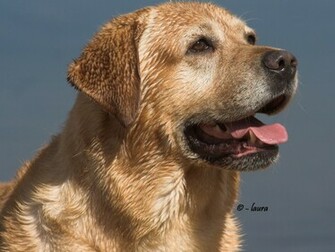 Dark Yellow Labrador Retriever Wallpaper Nprl Pixel Popular