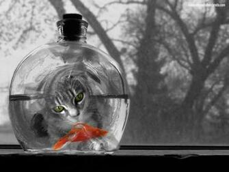 HD Wallpaper Funny Cat Watching Fish High Quality