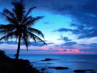 Ocean Sunset With Palm Trees HD Wallpaper Background Image
