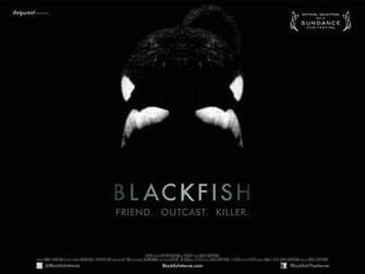 Blackfish Film Re Everywhere