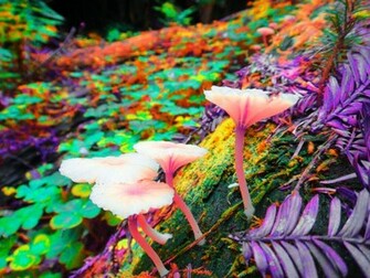 Go Back Image For Trippy Alice In Wonderland Background