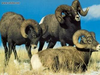 Animals Wildlife Bighorn Sheep Picture Nr