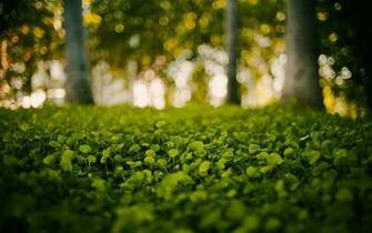 Green Nature Grass Bokeh Blurred Wallpaper