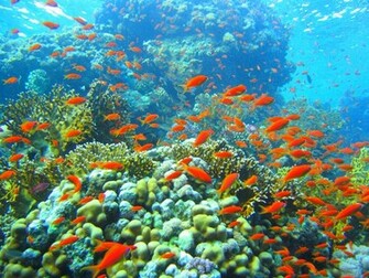 Beautiful Colorful Coral Reefs HD4wallpaper Net