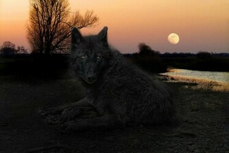 Black Alpha Wolf Wallpaper
