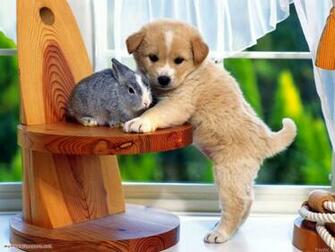 Special Funny And Cute Animals Desktop Wallpaper HD