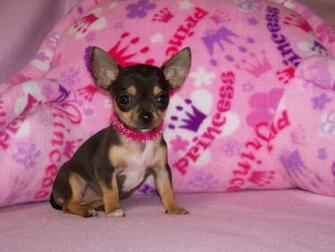 Pictures Of Chihuahua Puppies HD Wallpaper Pretty