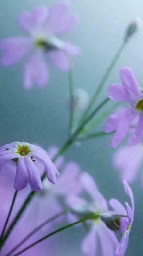 iPhone Hq Wallpaper Lovely Purple Flowers