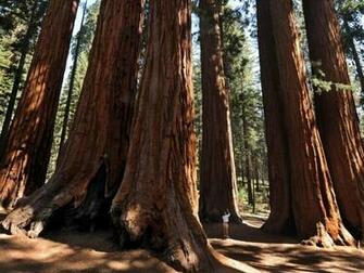 Sequoia National Park California Hq Wallpaper