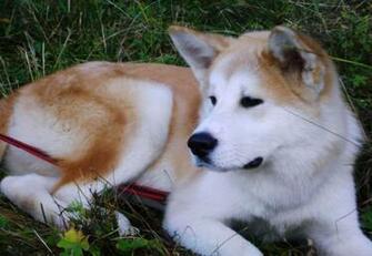 Akita Inu Sam Photo And Wallpaper Beautiful