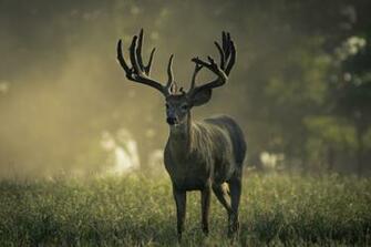 Monster Whitetail Deer Buck Wallpaper Our Breeders