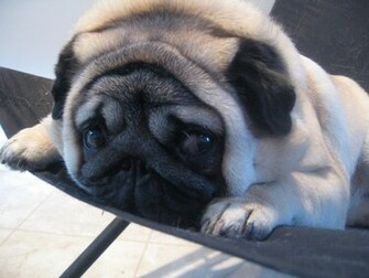 Pug Puppies Wallpaper Desktop The Dog Best