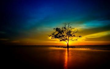 Tree Lonely Sunset Sunrise Landscape Nature Sun Reflection