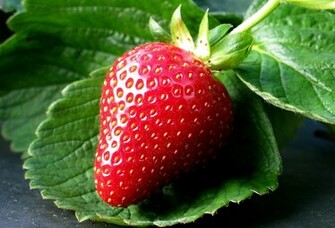 Strawberry Desktop Wallpaper On Latoro
