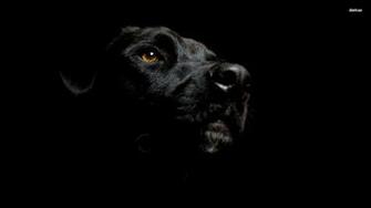 Black Labrador Wallpaper