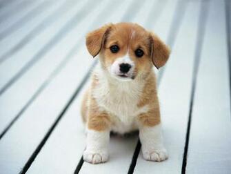 Cute Puppy Puppies Wallpaper