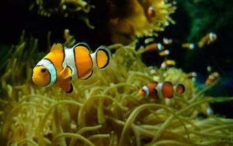 Clown Fish Wallpaper Amazing