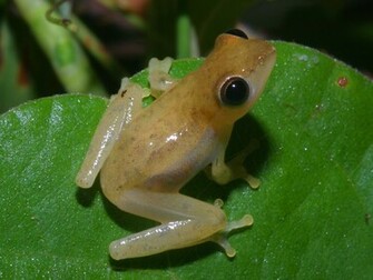 Photographed In Cat Tien National Park December Of Using A