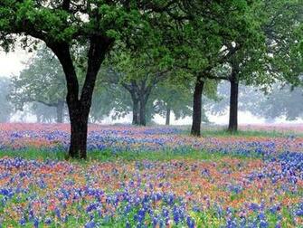 Bluebonnets And Indian Paintbrush One Of My Favorite Memories With