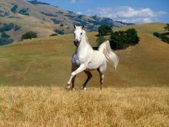Beautiful Wallpaper White Horse