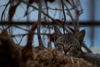 Top Aesthetic Cat Wallpaper Full HD 4k To Use