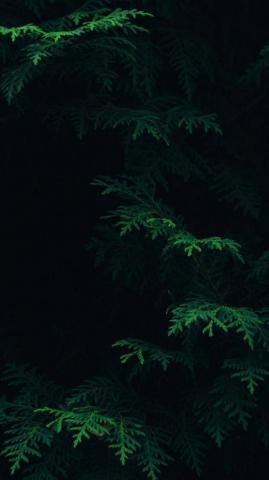 Nature Wallpaper iPhone iPhonewallpaper Forest